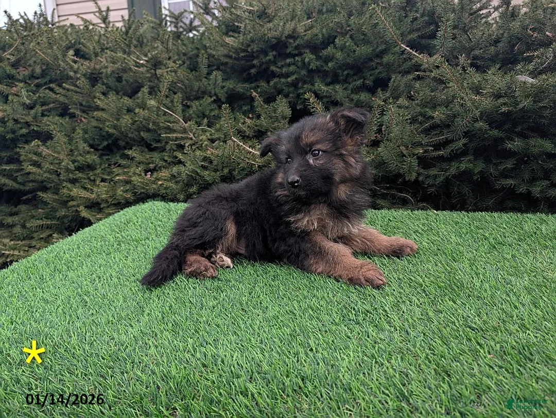 German Shepherd dogs for sale: Micah - Ad 3
