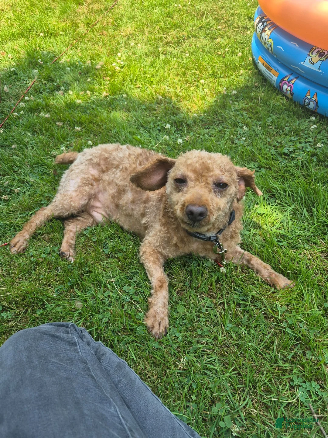 Miniature Poodle dogs for sale: Miniature Poodle 1 - Ad 1