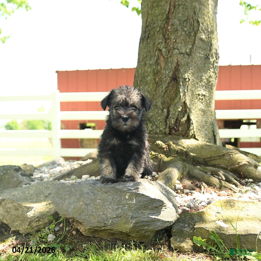 Miniature Schnauzer dogs Lulu - Ad 1