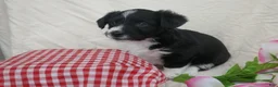 Corgipoo dogs for sale: Mint - Ad 1