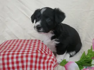 Corgipoo dogs for sale: Mint - Ad 4