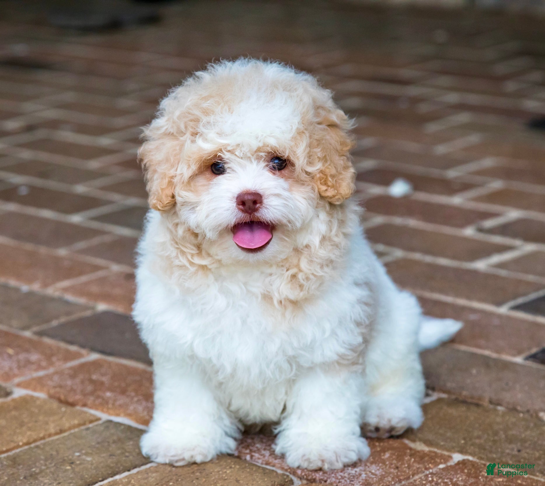 Shihpoo dogs Sullivan - Ad 1