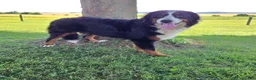 Bernese Mountain Dog dogs for sale: Aspen - Ad 3