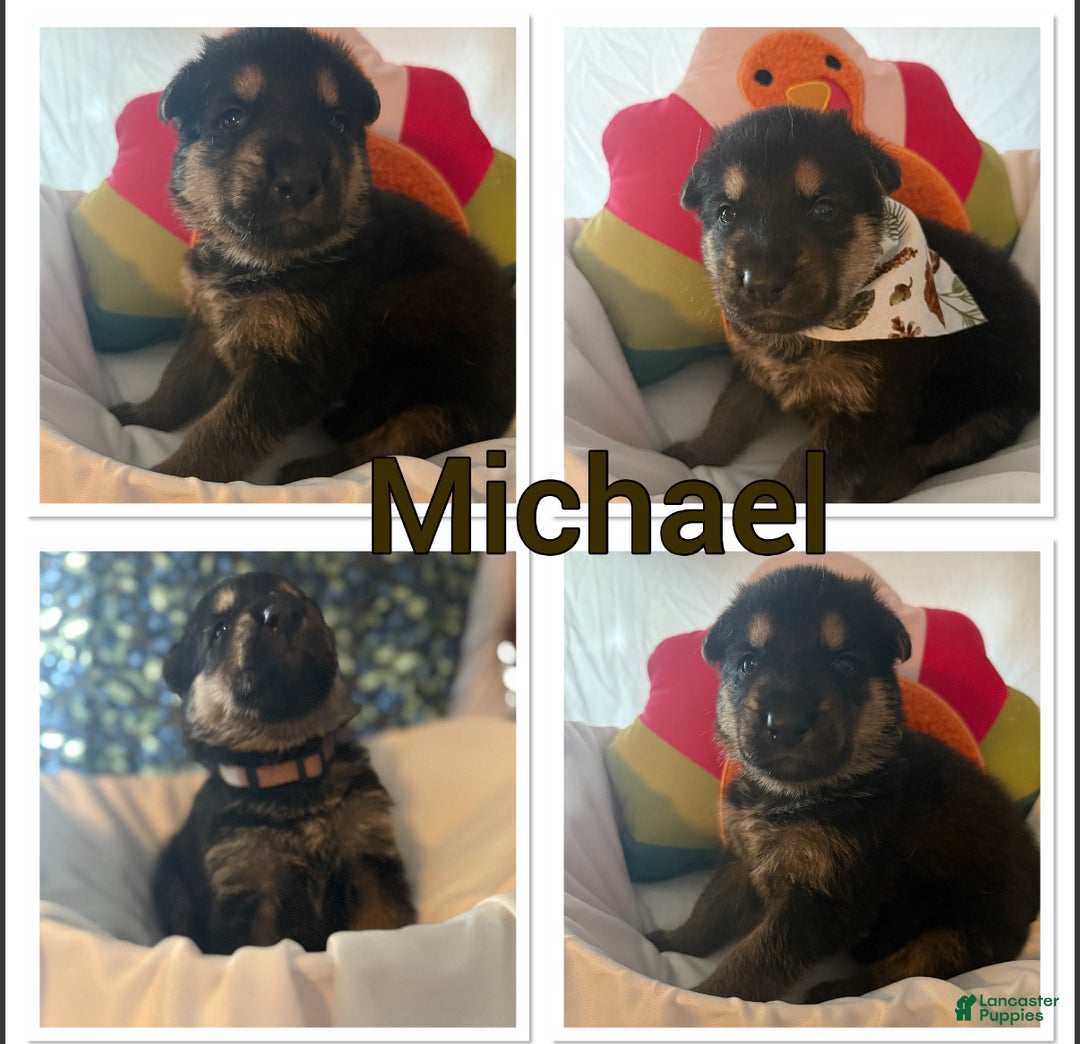 German Shepherd dogs for sale: German Shepherd Puppy 7 - Ad 11