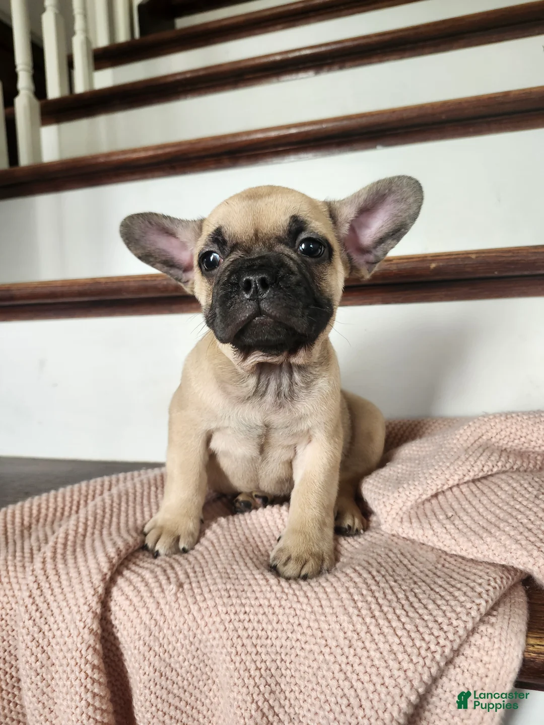 French Bulldog dogs for sale: Dumbo  - Ad 2