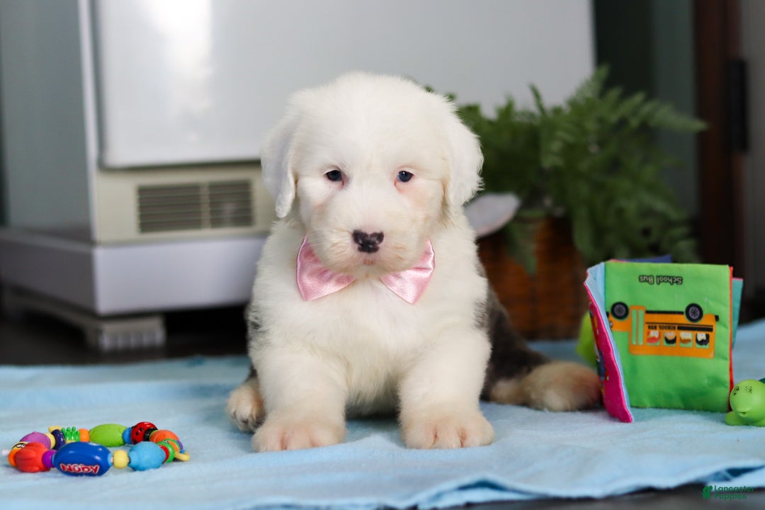 Old English Sheepdog dogs for sale: Poppy - Ad 2