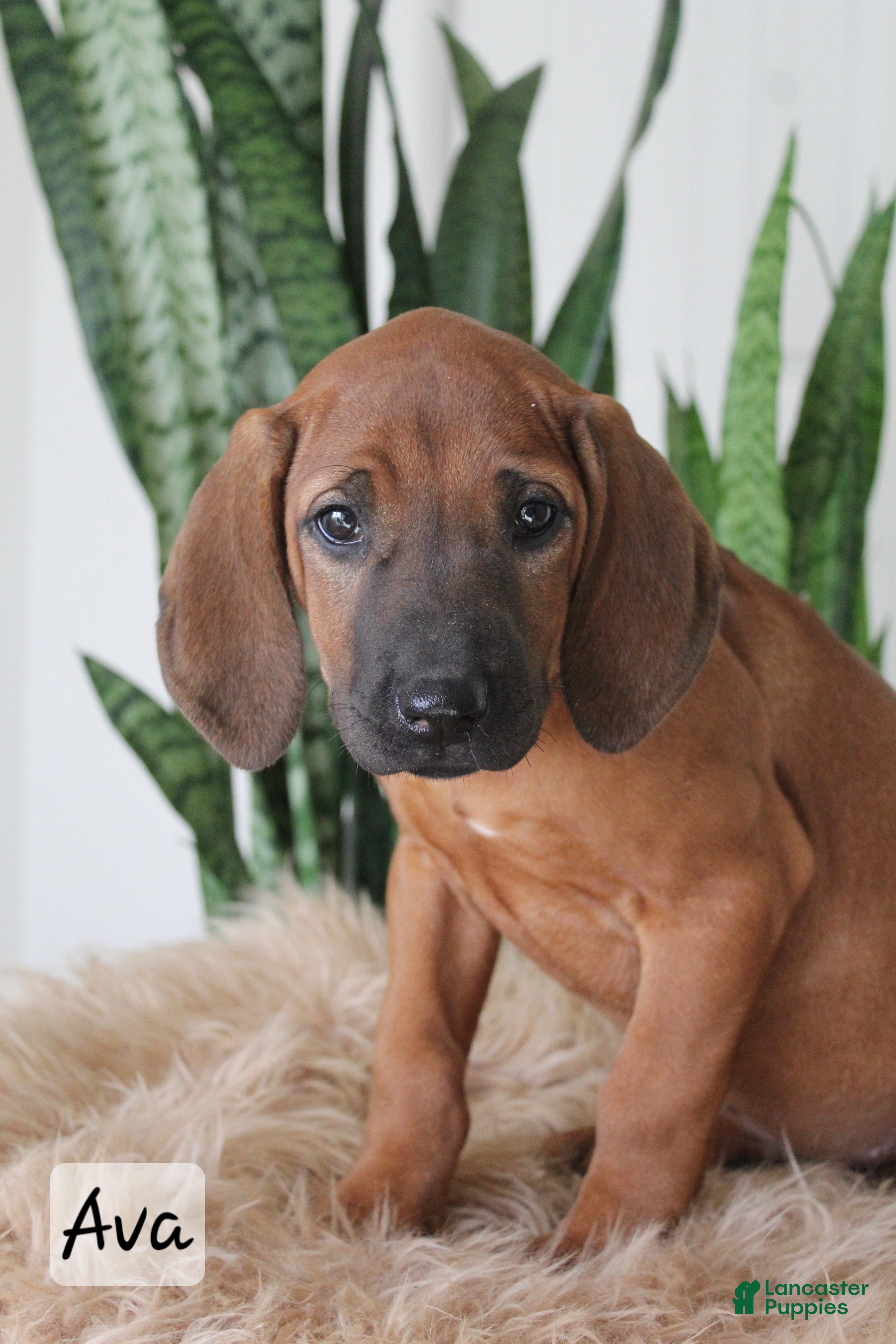 Rhodesian Ridgeback dogs Ava - Ad 8