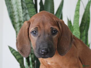 Rhodesian Ridgeback dogs Ava - Ad 2