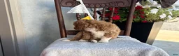 Goldendoodle dogs for sale: Coco - Ad 4