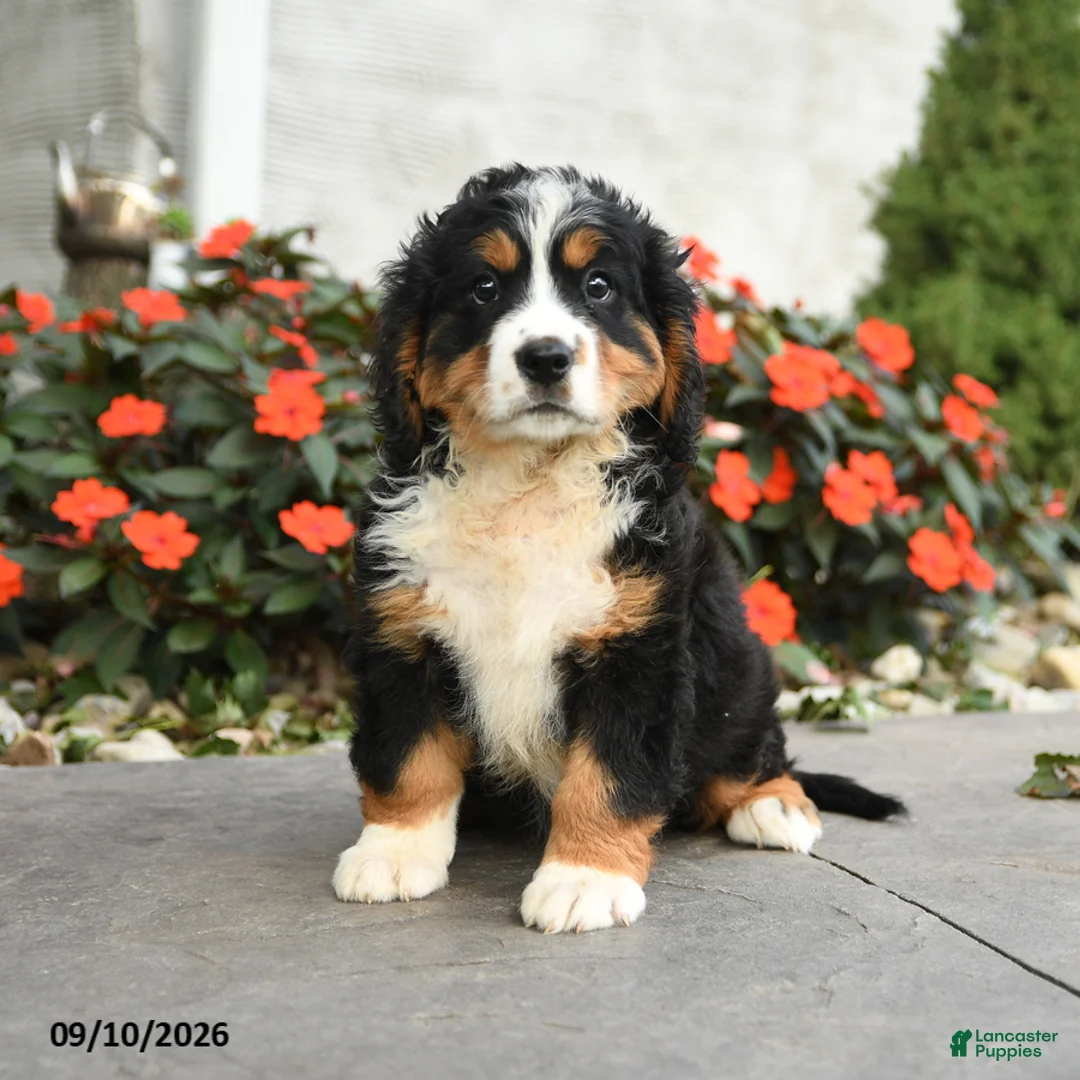 Miniature Bernese Mountain Dog dogs for sale: Jackson - Ad 2