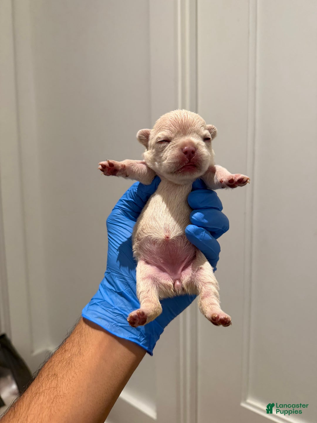 French Bulldog dogs for sale: Pearl - Ad 5