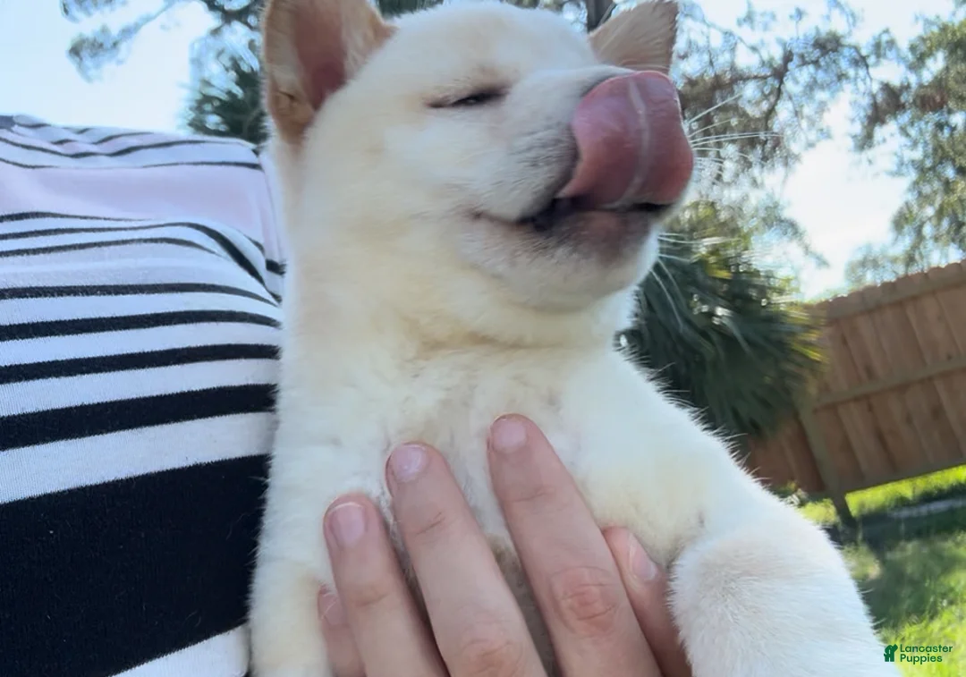 Shiba Inu dogs for sale: Shiba Inu Puppy 5 - Ad 15