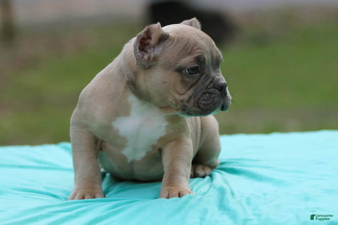 American Bully dogs for sale: Fawn male - Ad 2