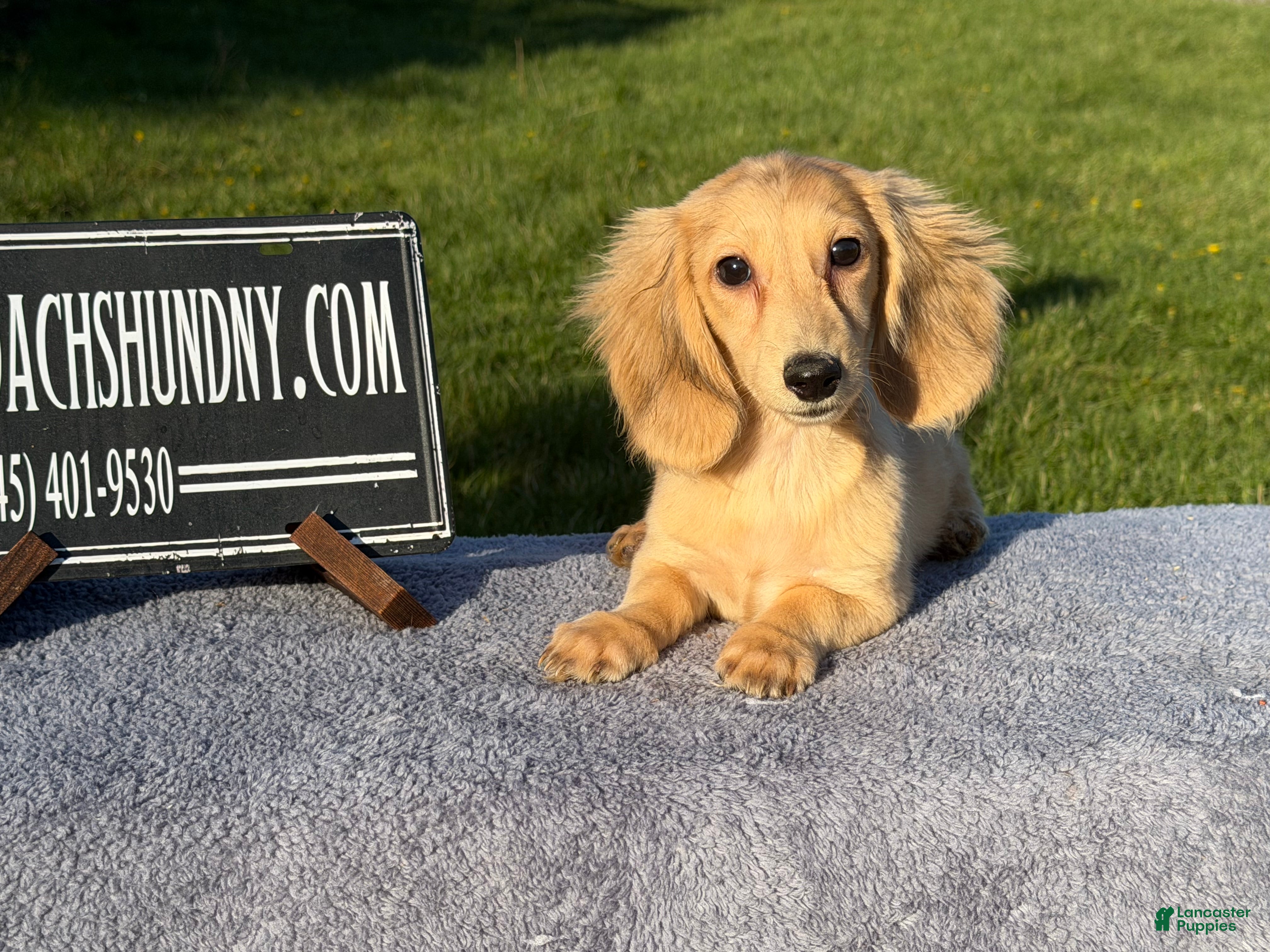 Miniature Dachshund dogs Cream boy - Ad 27