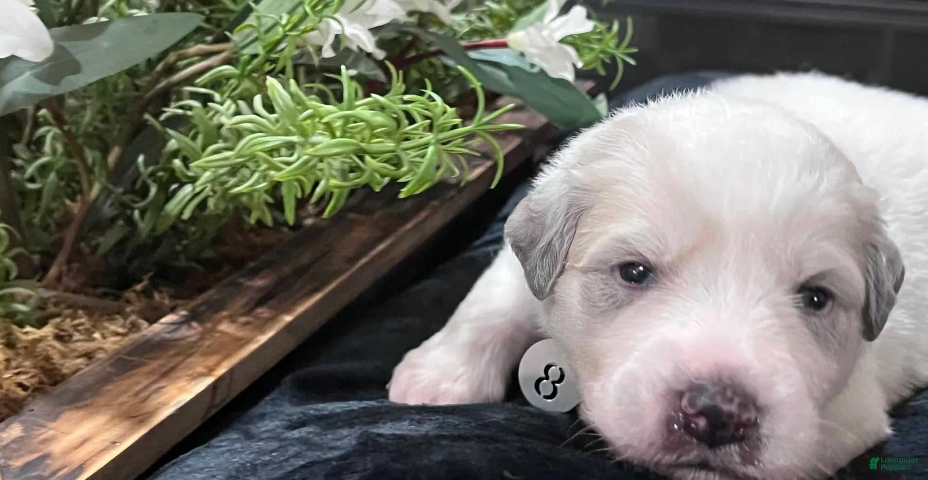 Great Pyrenees dogs Meadow - Ad 1