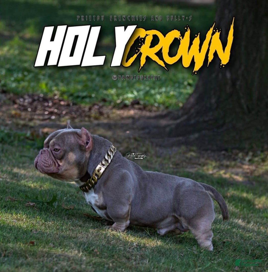 American Bully dogs for sale: American Bully Puppy 1 - Ad 13