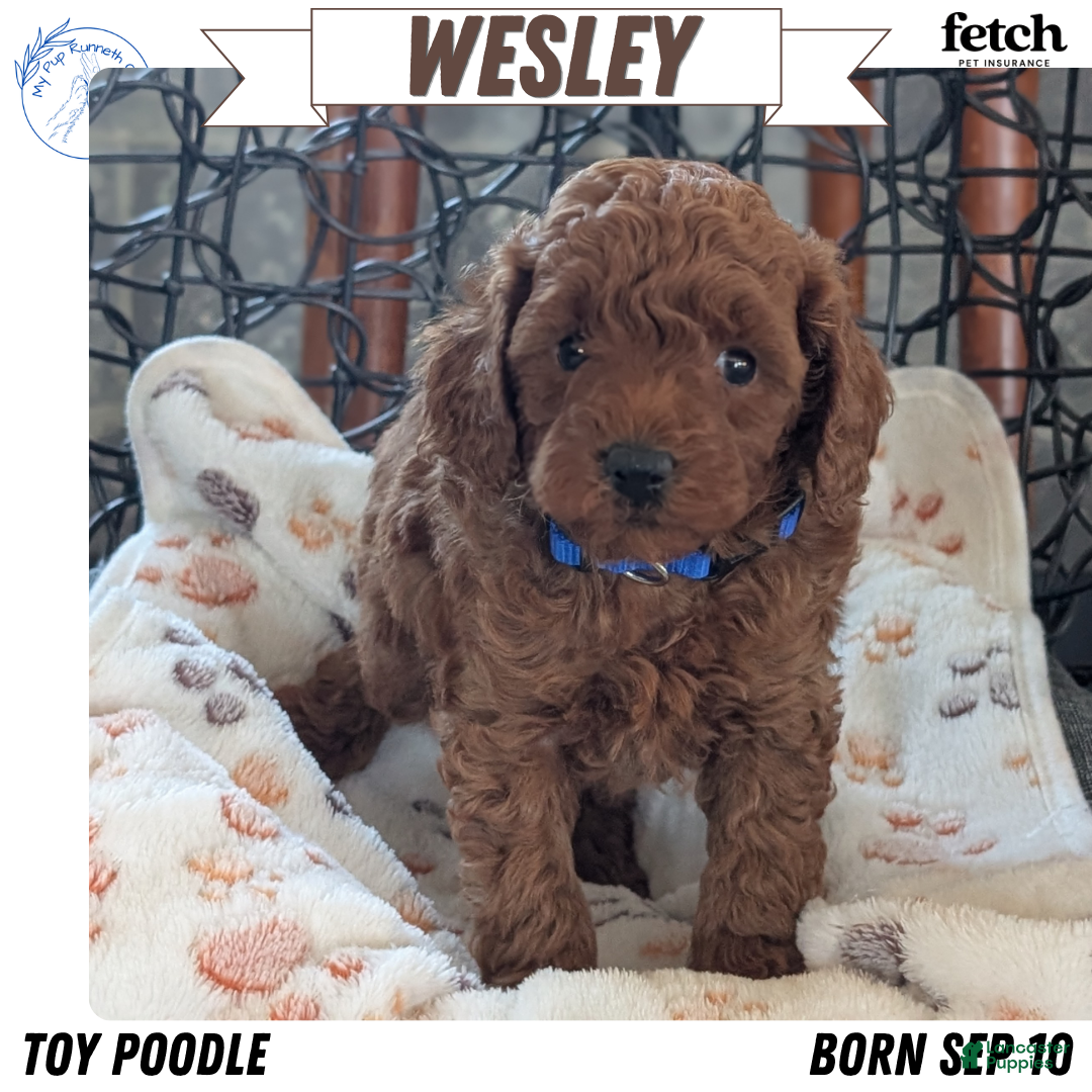 Toy Poodle dogs for sale: Wesley - Ad 1