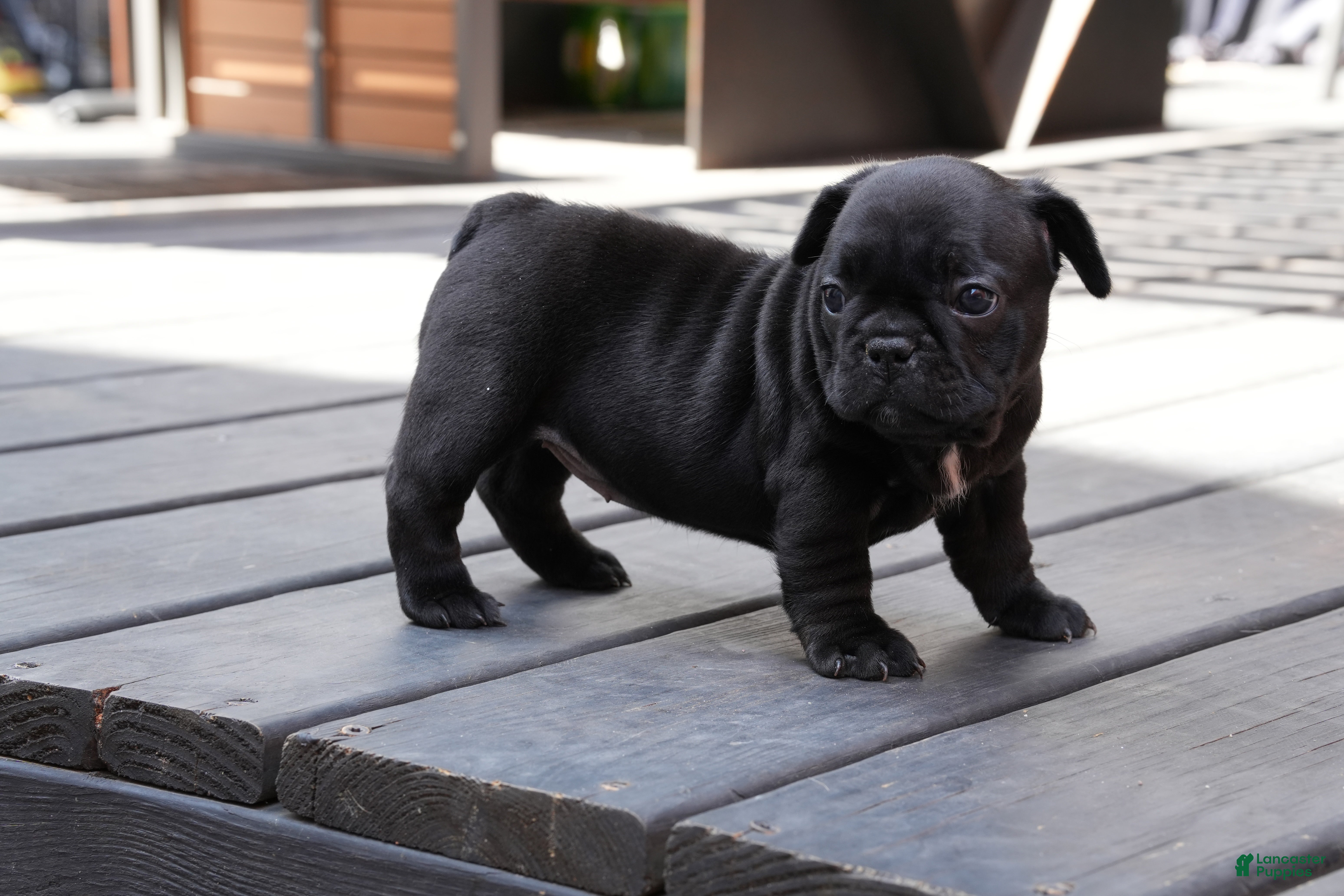 French Bulldog dogs Stitch - Ad 2