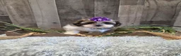 Shih Tzu dogs for sale: Summer - Ad 3