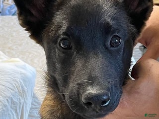 Belgian Malinois dogs Belgian Malinois Puppy 1 - Ad 35