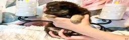 Chihuahua dogs for sale: Cherub - Ad 5