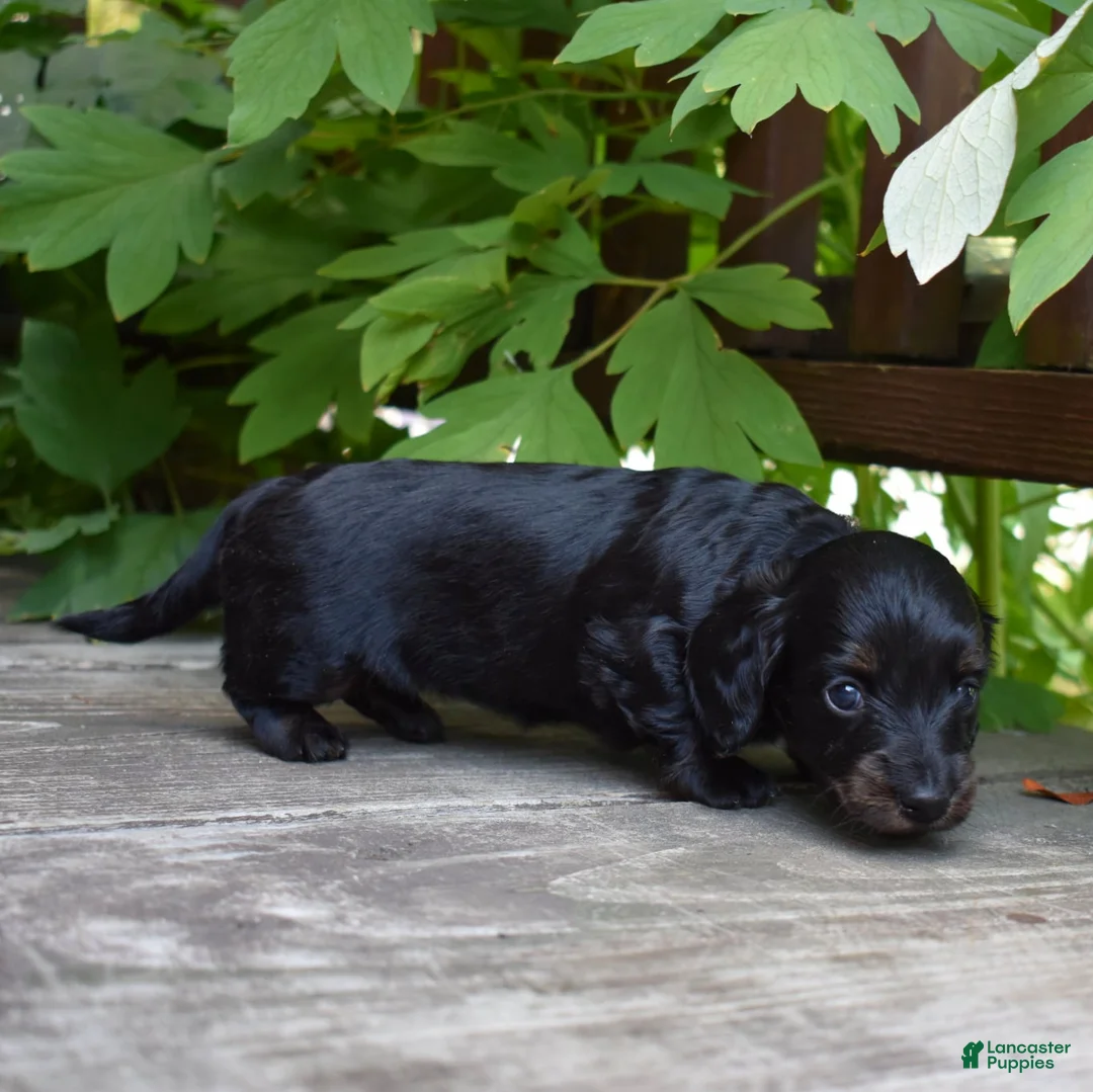 Miniature Dachshund dogs for sale: Harriet - Ad 2