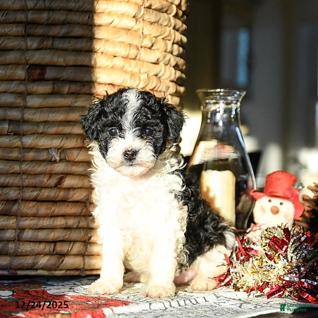 Shihpoo dogs for sale: Gingersnap - Ad 1