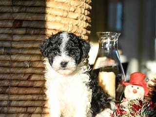 Shihpoo dogs Gingersnap - Ad 30