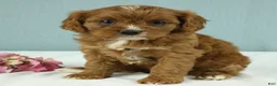 Cavapoo dogs for sale: Toffee 🧁 - Ad 4