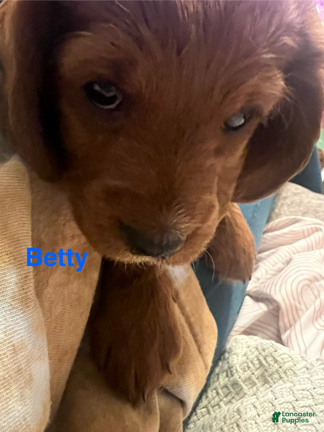 Cavapoo dogs for sale: Betty - Still available  - Ad 9