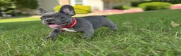 French Bulldog dogs for sale: Fifi - Ad 4