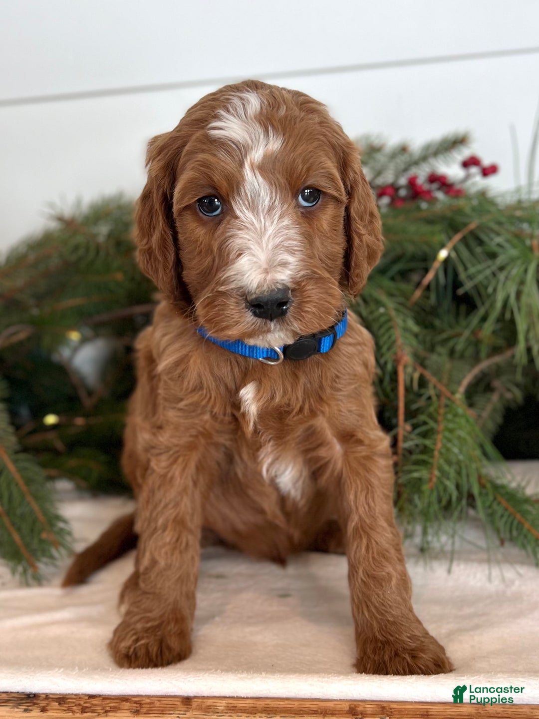 Irish Doodle dogs for sale: Theodore  - Ad 14