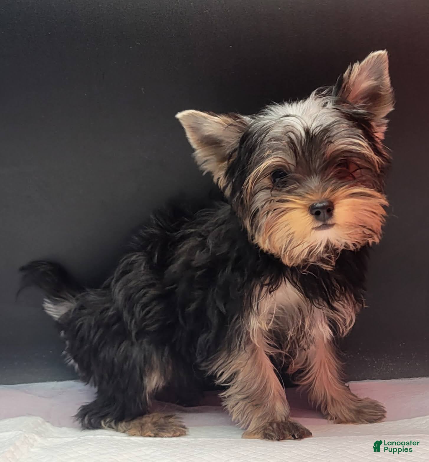 Yorkshire Terrier dogs Princess - Ad 2