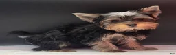 Yorkshire Terrier dogs for sale: Princess - Ad 2