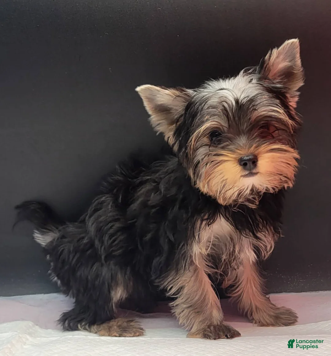 Yorkshire Terrier dogs for sale: Princess - Ad 2