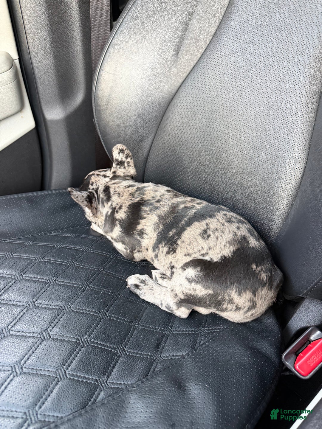 French Bulldog dogs for sale: Petey - Ad 8