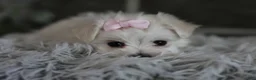 Maltipoo dogs for sale: Angel - Ad 9