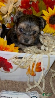 Shorkie dogs Honesty - Ad 2