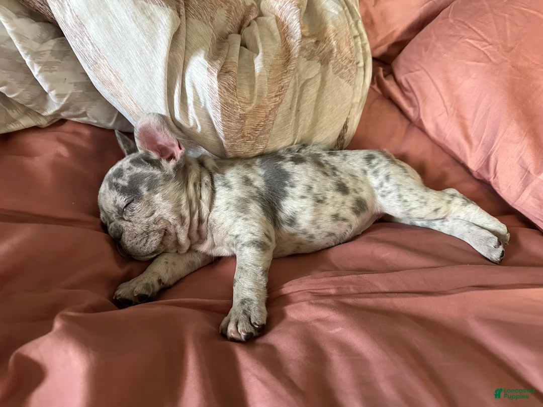 French Bulldog dogs for sale: French Bulldog - Ad 2