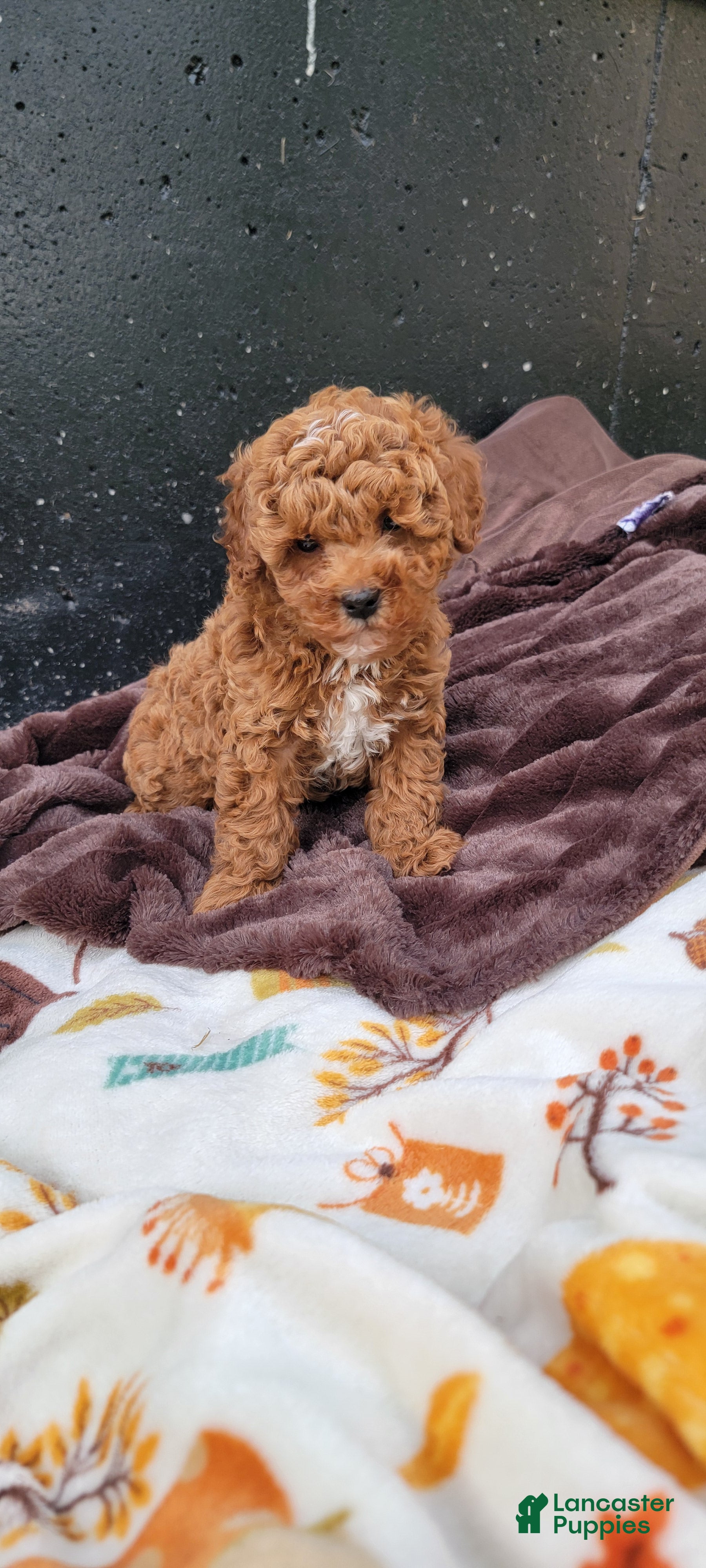 Cavapoo dogs for sale: Rover - Ad 1
