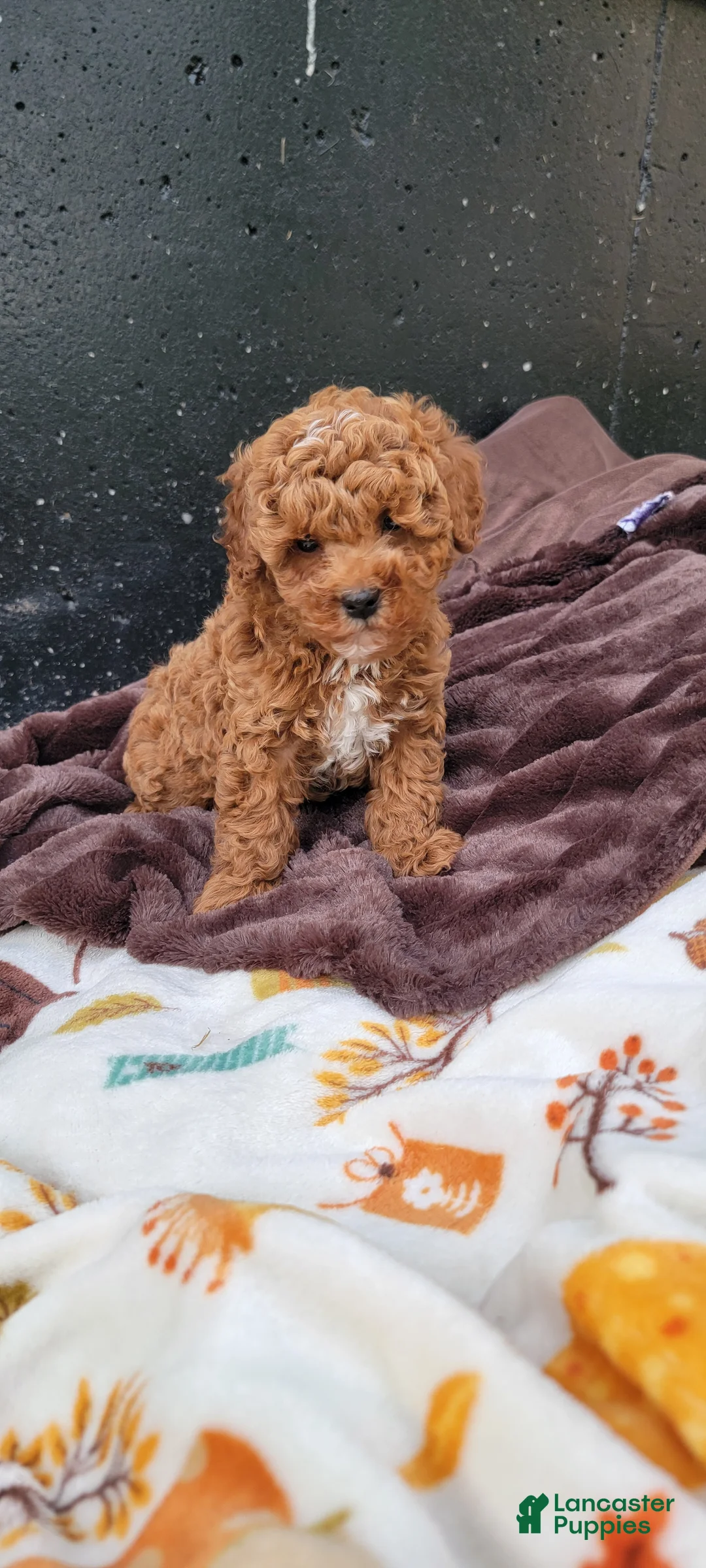 Cavapoo dogs for sale: Rover - Ad 1