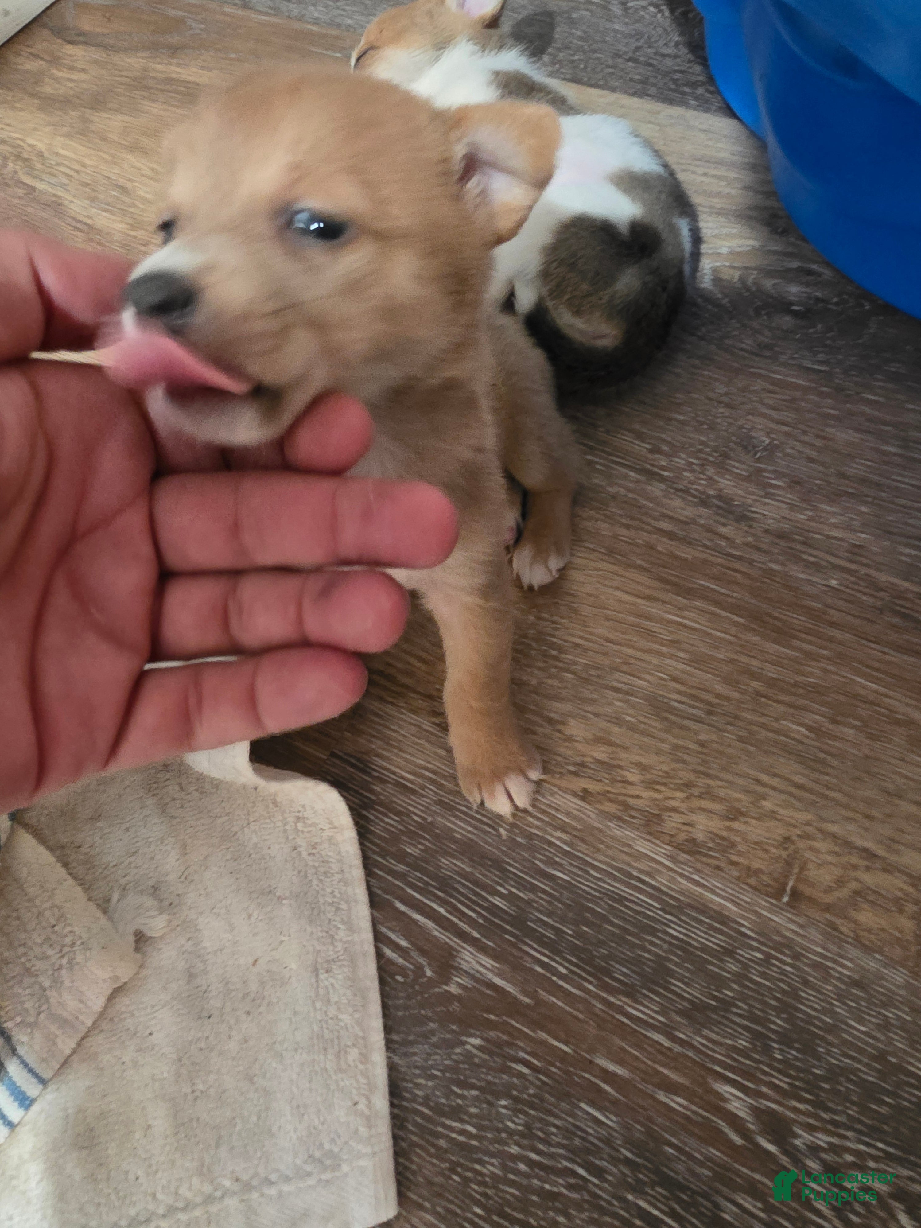 Mixed Breed dogs Male 3 - Ad 29