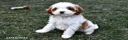 Mini Goldendoodle dogs for sale: Sweetie - Ad 4