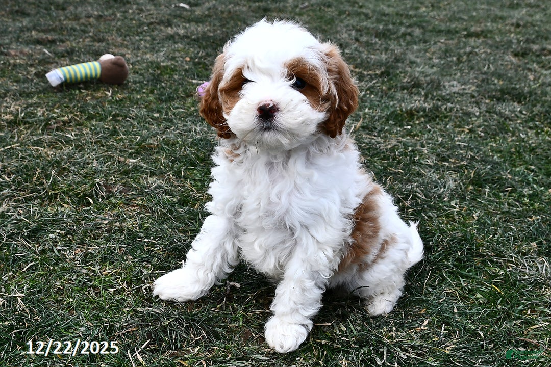 Mini Goldendoodle dogs for sale: Sweetie - Ad 4
