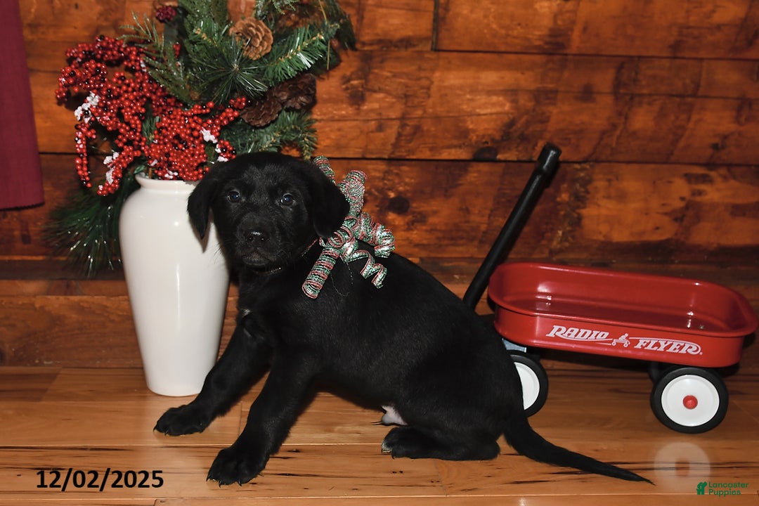 Mixed Breed dogs for sale: Prancer - Ad 2