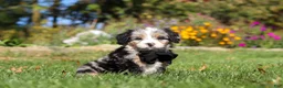 Mini Bernedoodle dogs for sale: Vince🐾💙 - Ad 5