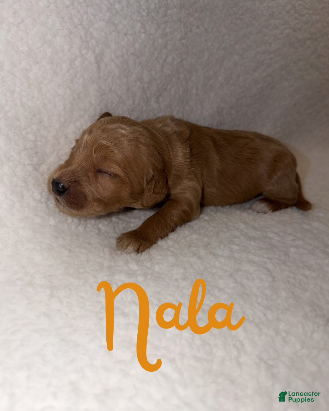 Goldendoodle dogs Nala - Ad 6