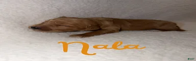 Nala