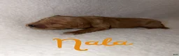 Goldendoodle dogs for sale: Nala - Ad 1