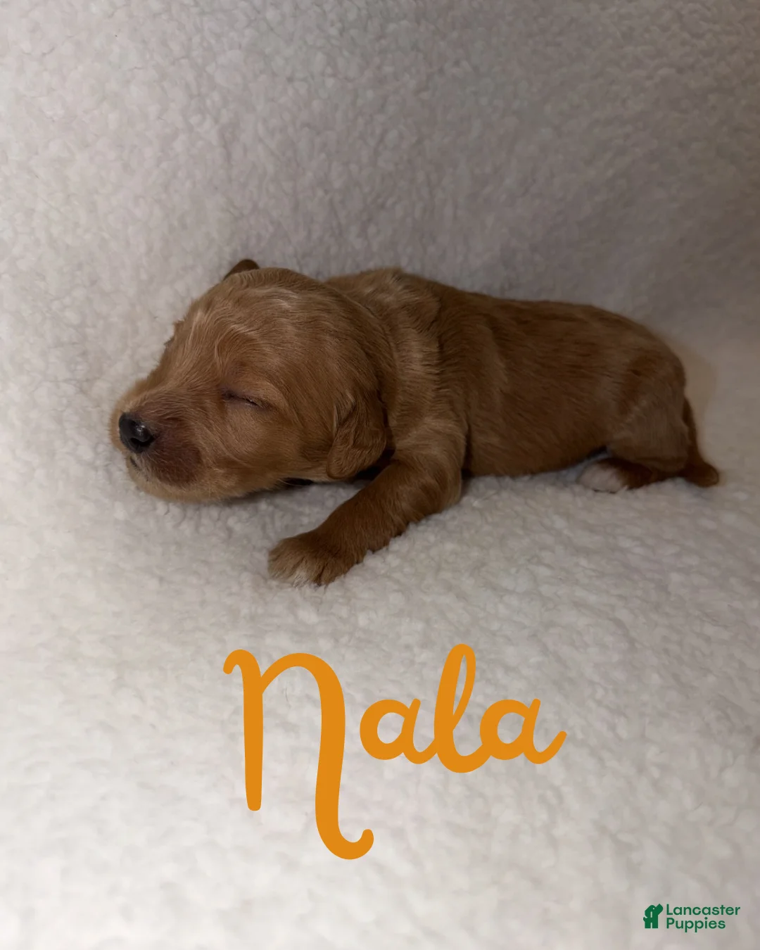 Goldendoodle dogs for sale: Nala - Ad 1